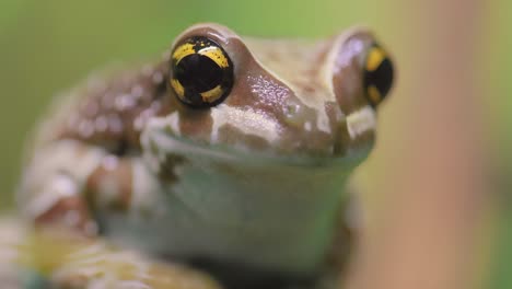 La-Rana-Arborícola-De-Ojos-Dorados-De-Misión-O-Rana-Lechera-Amazónica-(trachycephalus-Resinifictrix)-Es-Una-Especie-Grande-De-Rana-Arbórea.-A-Veces-Se-La-Conoce-Como-La-Rana-De-Leche-Azul.