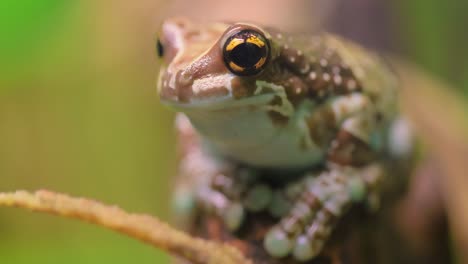 La-Rana-Arborícola-De-Ojos-Dorados-De-Misión-O-Rana-Lechera-Amazónica-(trachycephalus-Resinifictrix)-Es-Una-Especie-Grande-De-Rana-Arbórea.-A-Veces-Se-La-Conoce-Como-La-Rana-De-Leche-Azul.