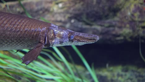 Fish-longnose-gar-(Lepisosteus-osseus),-also-known-as-longnose-garpike,-and-billy-gar,-is-a-ray-finned-fish-in-the-family-Lepisosteidae.
