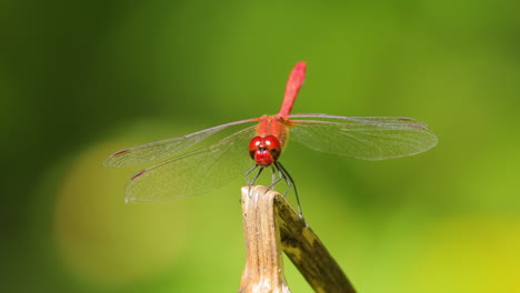 Scarlet-Dragonfly-(Crocothemis-erythraea)-is-a-species-of-dragonfly-in-the-family-Libellulidae.-Its-common-names-include-broad-scarlet,-common-scarlet-darter.