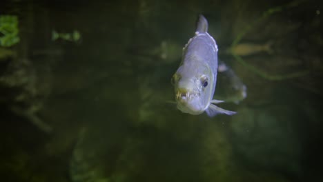 Hydrocynus-goliath,-also-known-as-the-goliath-tigerfish,-giant-tigerfish,-or-mbenga,-is-a-very-large-African-predatory-freshwater-fish-of-the-family-Alestidae.