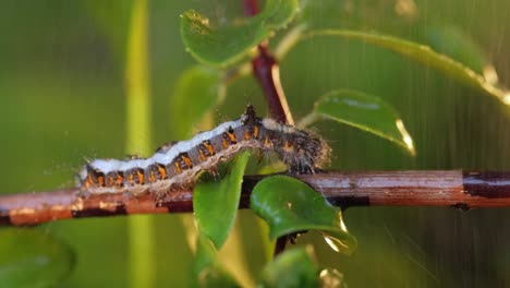 Yellow-tail-moth-(Euproctis-similis)-caterpillar,-goldtail-or-swan-moth-(Sphrageidus-similis)-is-a-caterpillar-of-the-family-Erebidae.-Caterpillar-crawls-along-a-tree-branch-during-the-rain.