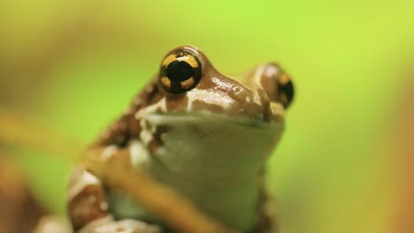 Mission-golden-eyed-tree-frog-or-Amazon-milk-frog-(Trachycephalus-resinifictrix)-is-a-large-species-of-arboreal-frog-.-It-is-sometimes-referred-to-as-the-blue-milk-frog.