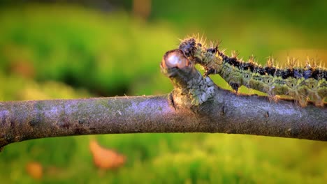 Small-tortoiseshell-(Aglais-urticae)-caterpillar.-The-urticaria-caterpillar-crawls-in-the-rays-of-the-setting-sun.