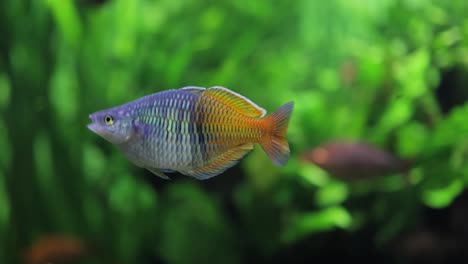 Der-Boesemani-Regenbogenfisch-(Melanotaenia-Boesemani)-Ist-Eine-Fischart-Aus-Der-Familie-Der-Melanotaeniidae.