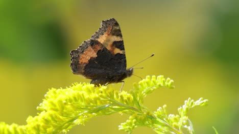 Small-tortoiseshell-butterfly-(Aglais-urticae,-Nymphalis-urticae)-is-a-colourful-Eurasian-butterfly-in-the-family-Nymphalidae.-It-is-a-medium-sized-butterfly-that-is-mainly-reddish-orange.