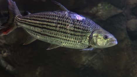 Hydrocynus-Goliath,-Auch-Goliath-Tigerfisch,-Riesentigerfisch-Oder-Mbenga-Genannt,-Ist-Ein-Sehr-Großer-Afrikanischer-Süßwasser-Raubfisch-Aus-Der-Familie-Der-Alestidae.