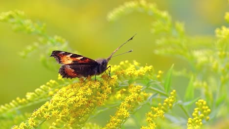 Kleiner-Fuchsschmetterling-(Aglais-Urticae,-Nymphalis-Urticae)-Ist-Ein-Farbenfroher-Eurasischer-Schmetterling-Aus-Der-Familie-Der-Nymphalidae.-Es-Ist-Ein-Mittelgroßer-Schmetterling,-Der-Hauptsächlich-Rötlich-orangefarben-Ist.