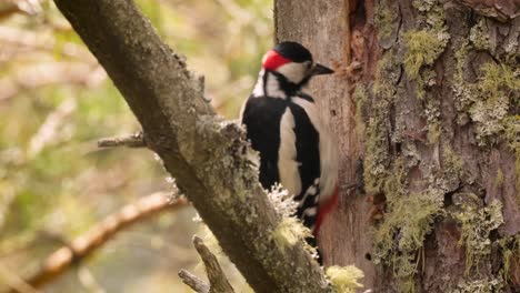 Great-spotted-woodpecker-bird-on-a-tree-looking-for-food.-Great-spotted-woodpecker-(Dendrocopos-major)-is-a-medium-sized-woodpecker-with-pied-black-and-white-plumage-and-a-red-patch-on-the-lower-belly