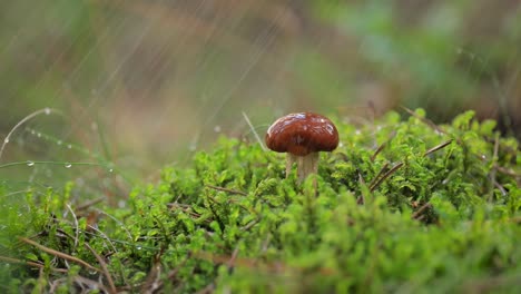 Armillaria-Pilze-Aus-Honigpilz-In-Einem-Wald-Im-Regen.