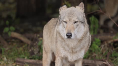 Der-Wolf-(Canis-Lupus),-Auch-Grauwolf-Genannt,-Ist-Das-Größte-Noch-Existierende-Mitglied-Der-Familie-Der-Canidae.-Wölfe-Sind-Das-Größte-Wilde-Mitglied-Der-Hundefamilie.