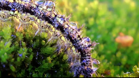 Small-tortoiseshell-(Aglais-urticae)-caterpillar.-The-urticaria-caterpillar-crawls-in-the-rays-of-the-setting-sun.
