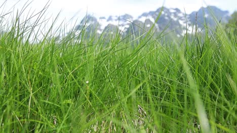 Grünes-Gras,-Nahaufnahme.-Wunderschöne-Natur-Norwegen.