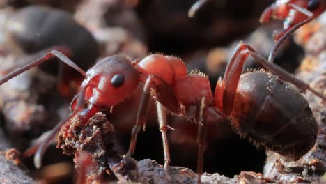 Ant-close-up-in-the-wild.