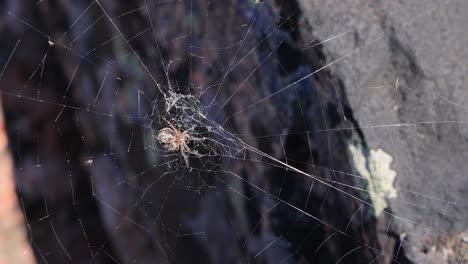 Spinne-Auf-Spinnennetz,-Nahaufnahme,-Die-Auf-Das-Zukünftige-Opfer-Wartet