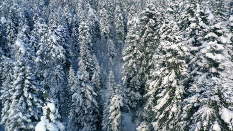 Beautiful-snow-scene-forest-in-winter.-Flying-over-of-pine-trees-covered-with-snow.