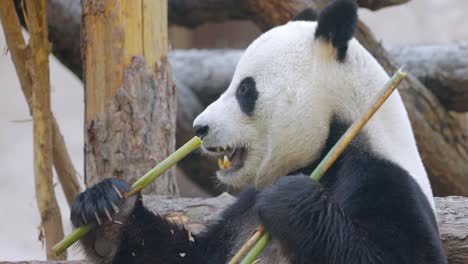 Giant-panda-(Ailuropoda-melanoleuca)-also-known-as-the-panda-bear-or-simply-the-panda,-is-a-bear-native-to-south-central-China.