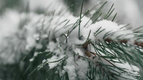 Close-up-of-branch-with-snow-in-forest