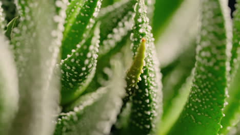 Makroansicht-Der-Dekorativen-Sukkulentenpflanze-Haworthia,-Dynamischer-Spin,-Vielseitiger-Hintergrund