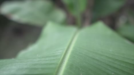 Cinematic-slow-motion-shot,-the-camera-gracefully-tracks-along-the-central-line-of-a-leaf,-highlighting-the-delicate-and-intricate-details-of-the-leaf's-structure-an-the-leaves-shape