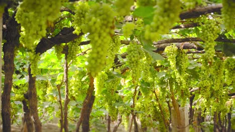 Pan-below-trellis-of-green-grape-vineyard,-vibrant-and-bright,-bunches-out-of-focus-in-foreground
