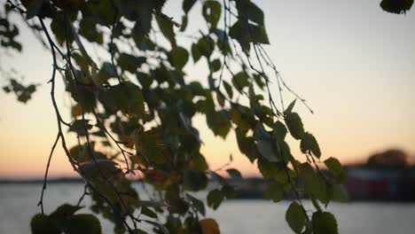 Blätter-Bewegen-Sich-Im-Wind-Mit-Einem-Sonnenuntergang-Im-Hintergrund