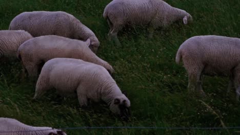 Mehrere-Schafe-Grasen-Auf-Einer-Hohen-Grünen-Wiese-Am-Hang-Mit-Einem-Kleinen-Zaun-Im-Vordergrund