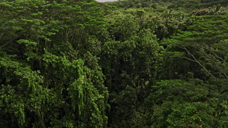 Hana-Maui-Hawaii-Aerial-v4-low-birds-eye-view-drone-flyover-hillside-jungle-along-Alalele-Pl-capturing-unspoiled-dense-forests,-trees-with-lush-green-foliages---Shot-with-Mavic-3-Cine---December-2022