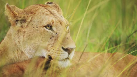 Lioness-Close-Up-Portrait,-Female-Lion-Face-Detail,-African-Wildlife-Safari-Animal-in-Maasai-Mara-National-Reserve-in-Kenya,-Africa,-Beautiful-Long-Savanna-Grass-Scenery-in-Masai-Mara