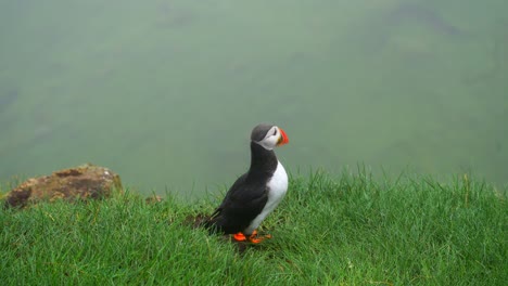 Close-up-shot-of-a-puffin's-uncertain-attempt-to-locate-a-nest-along-the-cliff-edge