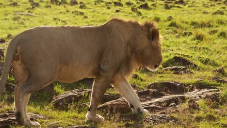 Zeitlupe-Eines-Männlichen-Löwen-Beim-Gehen-Und-Herumstreifen,-Afrikanische-Tiere-Auf-Afrikanischer-Wildtiersafari-In-Der-Masai-Mara-In-Kenia-In-Der-Masai-Mara,-Steadicam-Tracking-Gimbal-Nach-Nahaufnahme