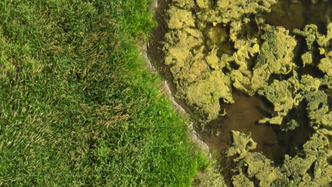 Von-Oben-Nach-Unten-Luftaufnahme-Von-Gras--Und-Wassermoor-Sumpfgelände,-Vorwärts,-Textur