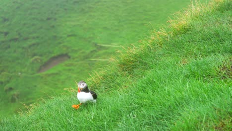 Close-up-of-a-puffin-running-along-a-lush-green-cliff-in-Mykines,-Faroe-Islands