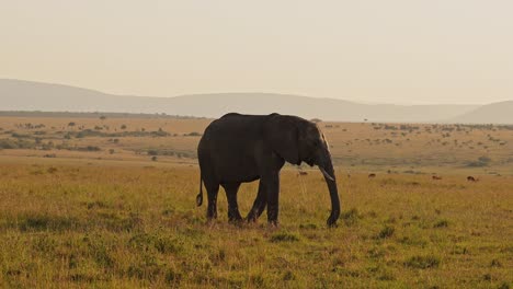 Slow-Motion-of-African-Elephant-in-Beautiful-Savanna-Landscape,-Africa-Wildlife-Animals-in-Masai-Mara-National-Reserve,-Kenya,-Steadicam-Gimbal-Tracking-Shot-of-Elephants-Walking