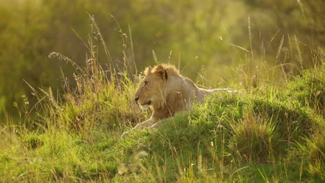 Junger-Männlicher-Löwe-Ruht-Bei-Schwachem-Licht-Auf-Einem-Grasbewachsenen-Hügel,-Während-Die-Sonne-Untergeht,-Müde-Gähnt-Beim-Ausruhen,-Big-5---Fünf-Afrikanische-Wildtiere-Im-Masai-Mara-Nationalreservat,-Kenia