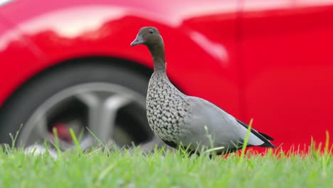 Male-Australian-wood-duck-walks-past-red-car-in-slow-motion