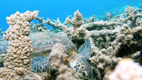 Beautiful-Sea-Turtle-feeding-from-the-coral-reef---Underwater,-Closeup