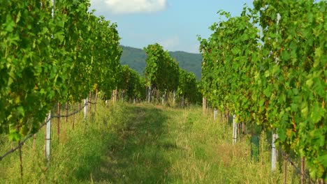 Beautiful-Rows-of-Grapewines-in-Vineyard-of-old-town-of-Weisskirchen,-in-the-Wachau-region-of-Austria