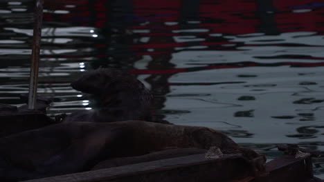 Seal-on-the-docks-near-the-ocean-water-at-dusk