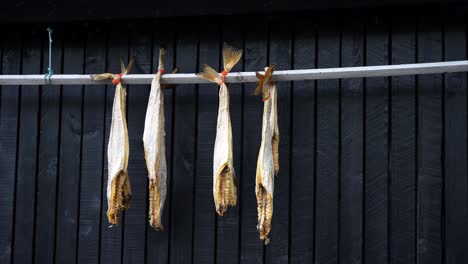 Static-close-up-shot-of-four-gray-fish-hanging-on-a-wooden-bar-drying,-Faroes