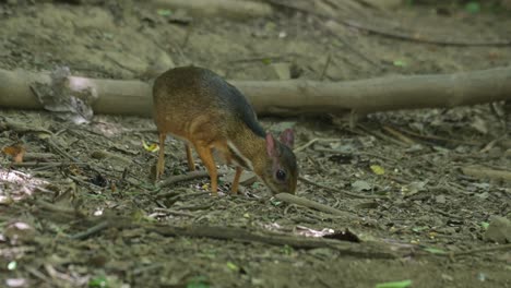 Seen-with-its-head-down-into-the-ground-busy-eating,-Lesser-Mouse-Deer-Tragulus-kanchil,-Thailand