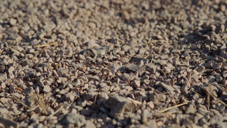 Macro-view-of-pebble-beach-ground-as-ants-carry-woody-seeds-or-insect-wings,-shallow-depth-of-field
