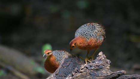 A-pair-seen-on-top-of-a-fallen-dead-trunk-feeding-on-grubs-while-the-other-walks-away,-Ferruginous-Partridge-Caloperdix-oculeus,-Thailand