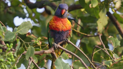 Farbenfroher-Regenbogen-Lorikeet,-Der-Auf-Einem-Gumtree-Zweig-In-Australien-Thront