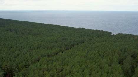 Green-dense-pine-forest-at-coast-with-the-ocean