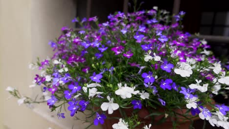 Una-Hermosa-Planta-En-Flor-Con-Flores-De-Varios-Colores,-Azul,-Blanco-Y-Morado