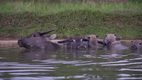 Buffaloes-soak-in-water-channels-near-agricultural-fields