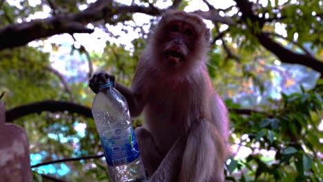 Makakenaffe-Hält-Plastikflasche-In-Der-Hand-Und-Kratzt-Sich-Am-Bein