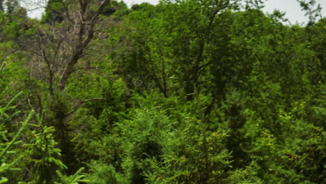 Follaje-De-Verano-Verde-Vibrante-De-Un-Bosque-Mixto-Salvaje-Y-Prístino