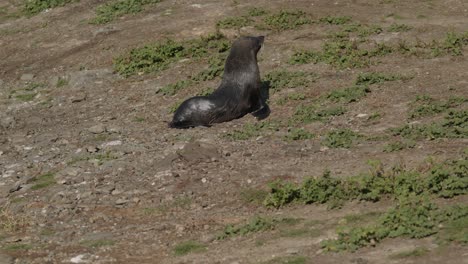 Fur-seal-enjoying-sunshine-while-turning-its-head-on-grassy,-rocky-ground